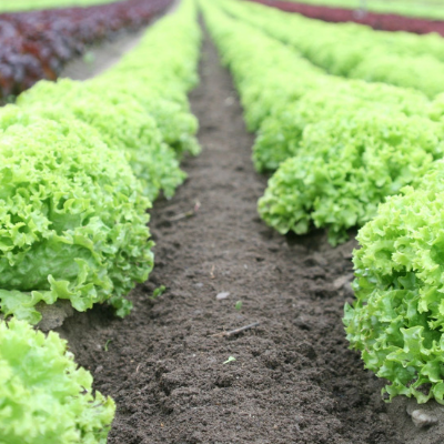 Biruwa-Private-Sector-Development-Agriculture