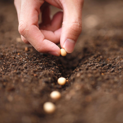 Biruwa-Private-Sector-Development-Seed-Image